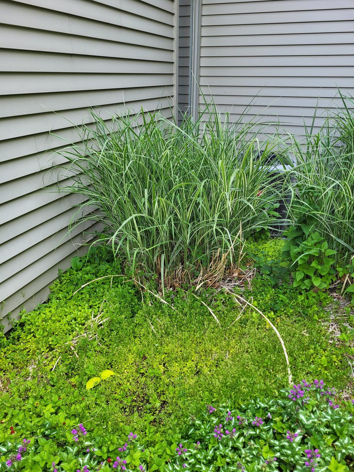Landscape grasses